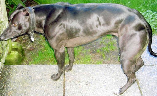 Un perro de la raza británica whippet con mutación de miostatina
