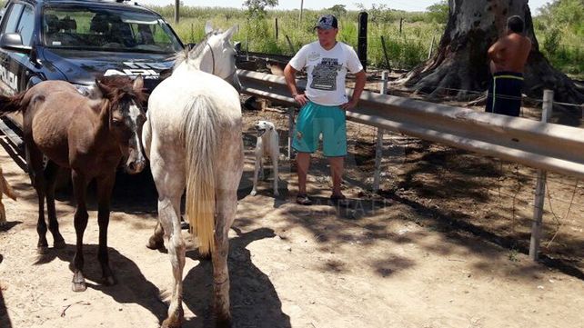 Recuperaron caballos que fueron robados en el departamento Las Colonias