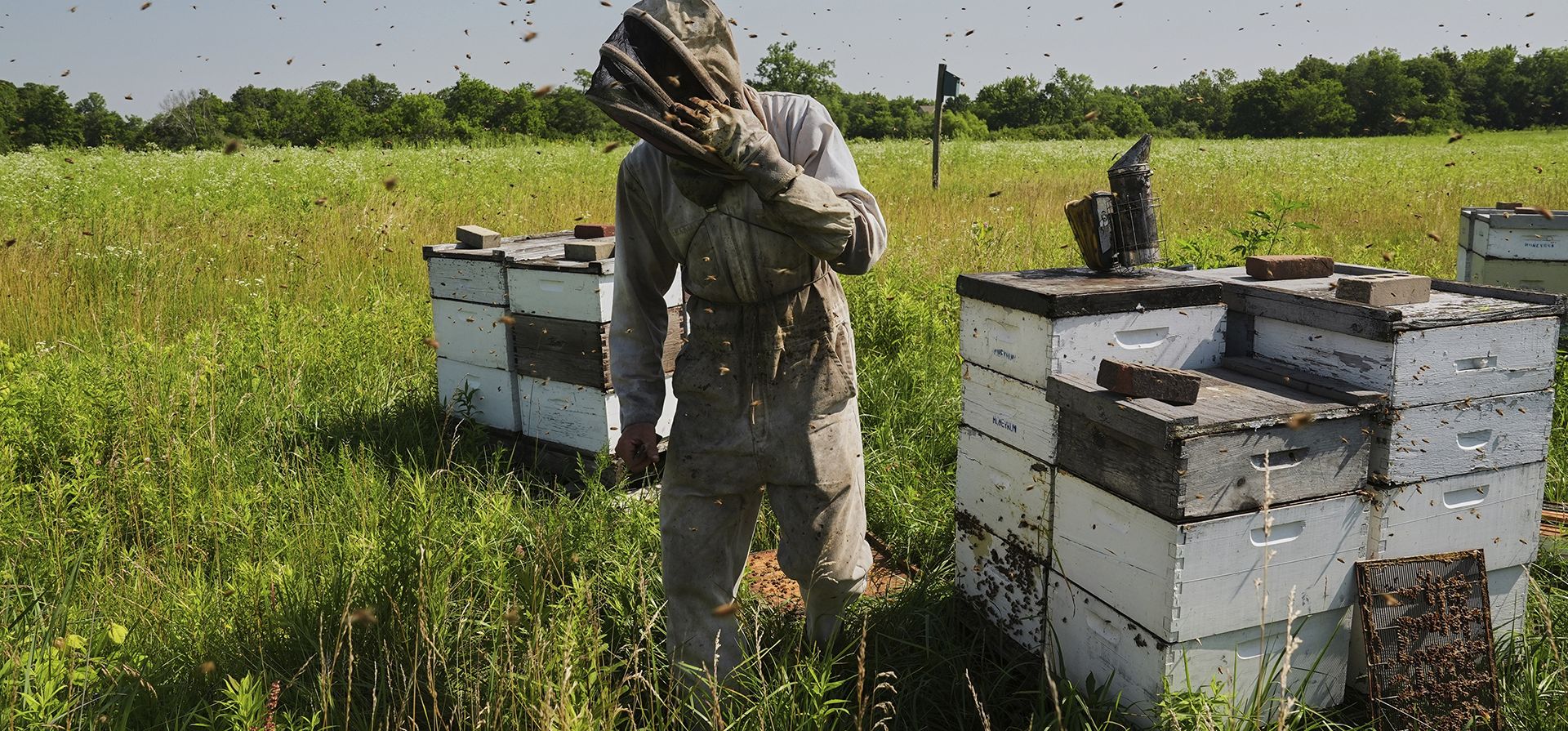 Isaac Barnes trabaja con sus colmenas el martes 24 de junio de 2025 en Williamsport, Ohio. (Foto AP/Joshua A. Bickel) Isaac Barnes trabaja con sus colmenas el martes 24 de junio de 2025 en Williamsport, Ohio. (Foto AP/Joshua A. Bickel)