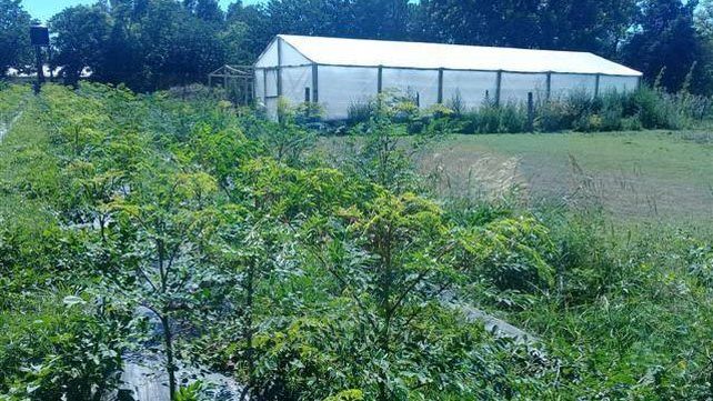 Fumigaron glifosato en un campo vecino y arruinaron una producción de moringa