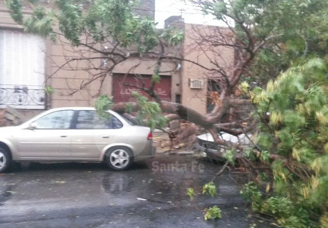 Un árbol cayó arriba de dos autos en Saavedra al 2200. Foto gentileza: Pablo