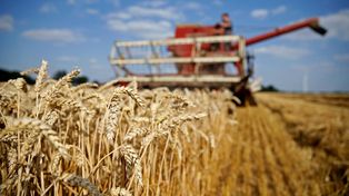 La industrialización del cereal presentó “importantes mermas en la molienda desde el mes de noviembre”