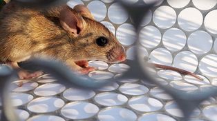 Murió una mujer por hantavirus en La Plata y suman 14 las víctimas fatales en el país