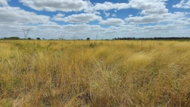 Pastizales urbanos: un refugio de biodiversidad en peligro