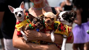 Los perros disfrazados son la gran sensación del Carnaval de Río de Janeiro
