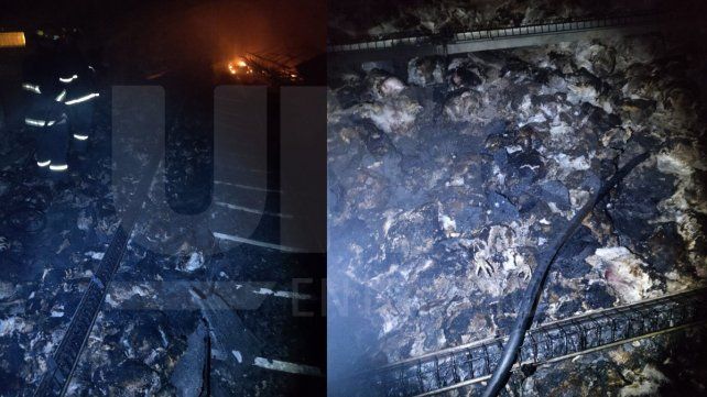Un incendio consumió un galpón con miles de pollitos en Santa Elena.