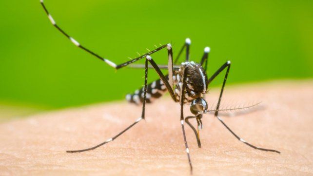 Los fallecimientos por dengue se registraron en Córdoba