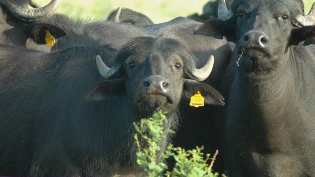 La carne de búfalo en Santa Fe