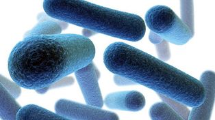 Alerta en Estados Unidos por una superbacteria resistente a los medicamentos