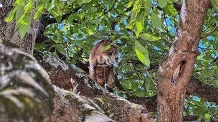 Alerta en Cayastá: encontraron un segundo puma trepado a un árbol durante el fin de semana largo