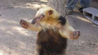 Apareció un oso melero cerca de Oberá, Misiones