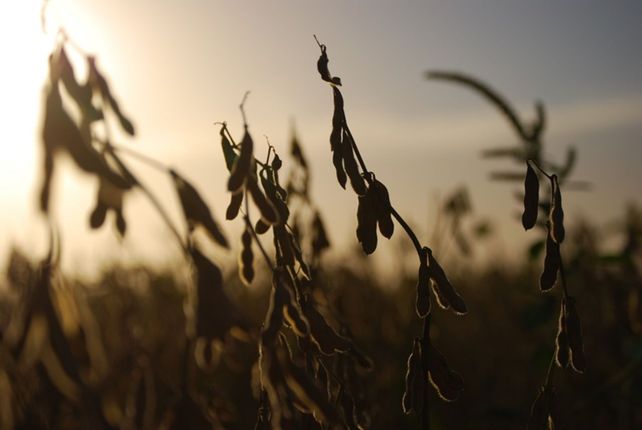 La partida de 35.530 kilos de soja recibida es de la variedad Credenz 5907.