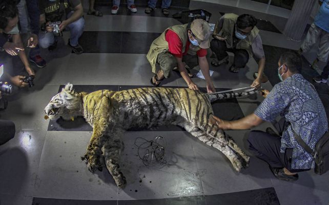 Miembros de la Agencia de Conservación de Recursos Naturales inspeccionan a un tigre de Sumatra encontrado muerto después de ser atrapado en una trampa en Pekanbaru, provincia de Riau, Indonesia.