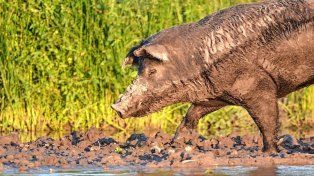 El jabalí es una de las especies exóticas invasoras que causa preocupación