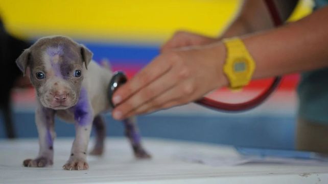 Día del Veterinario: a 136 años de la creación de la primera facultad del país