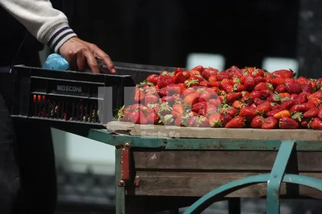 La cosecha de frutillas en Coronda sufrió una importante merma en los últimos años.&nbsp;