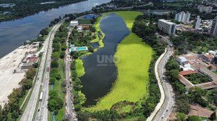 Captura aérea del lago del Parque del Sur cubierto por la planta acuática Pistia Stratiotes.