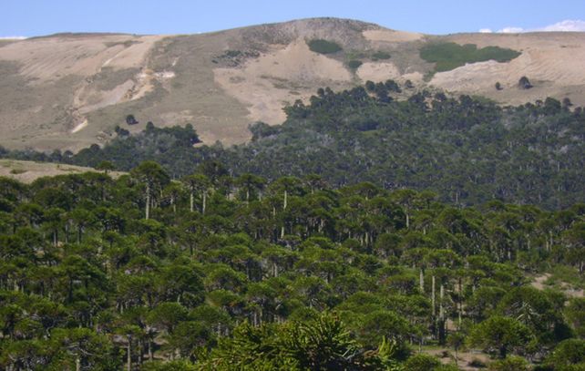 Bosque de araucarias cercano al lago Aluminé