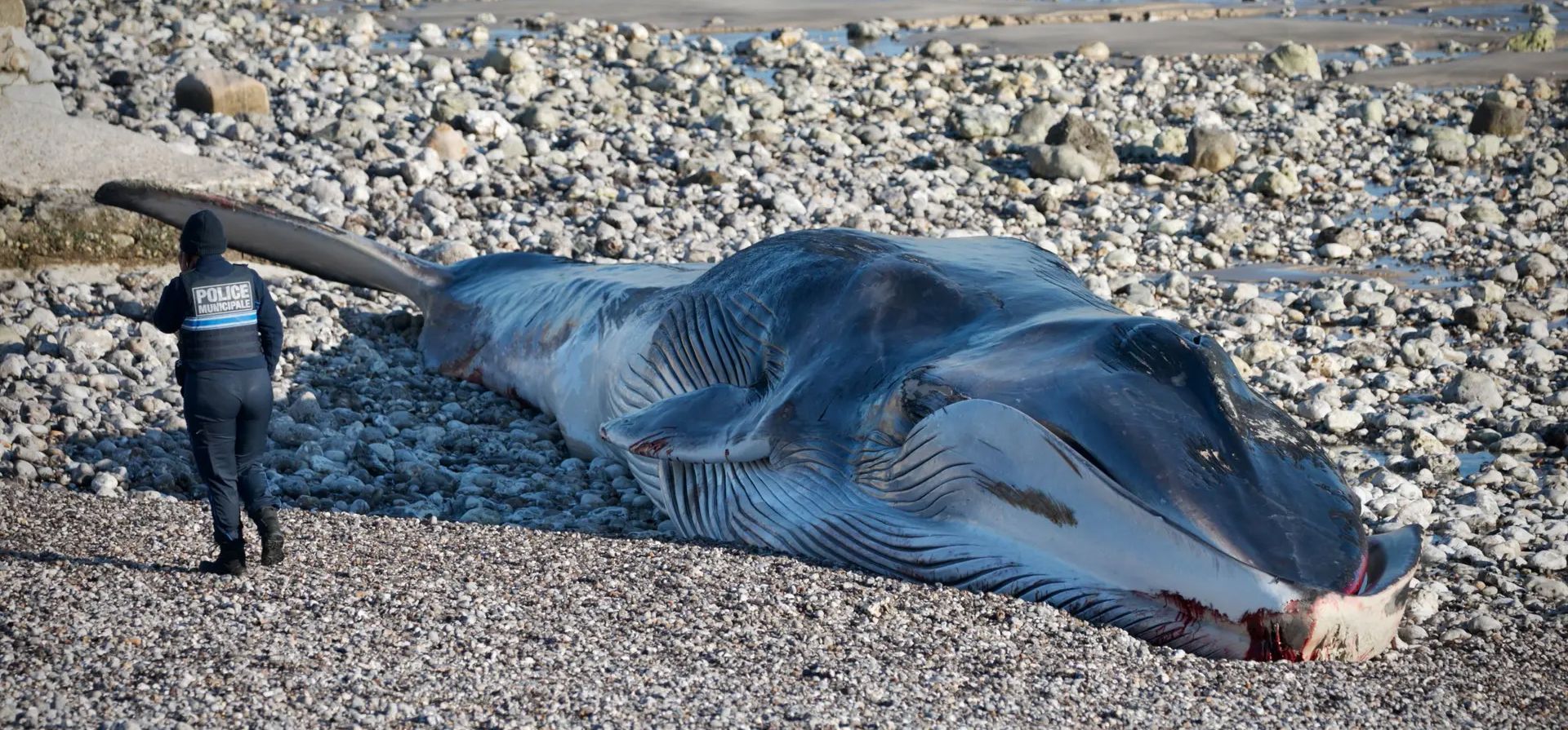 Saint-Valery-en-Caux, Francia. Un oficial de policía pasa junto a una ballena varada. Fotografía: Lou Benoist/AFP/Getty Images
