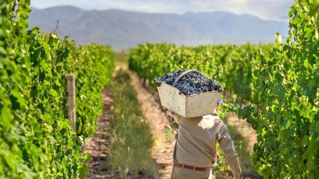 Estas son las medidas anunciadas por Massa para el sector vitivinícola