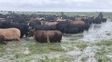 Productores advierten por El Niño: preocupa una crecida del Paraná y ya preparan el traslado del ganado de las islas