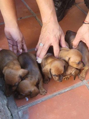 Concordia: rescataron 11 perros y un conejo que estaban a la venta