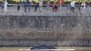 Sorpresiva aparición de una ballena en pleno Puerto Madero