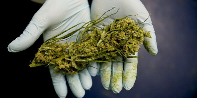 Piden que el Senado nacional apruebe la regulación del cannabis medicinal y repudian la detención de cultivadora