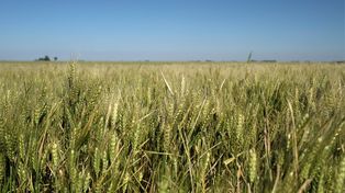 El trigo de la región es el más golpeado por la falta de lluvias
