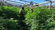 Plantación de marihuana en Arroyo Leyes.