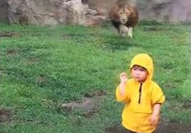 Un león atacó a un nene en un zoológico y fue filmado por turistas en Japón