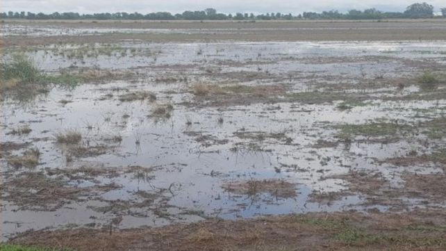 El consultor explicó que el agro está en un contexto 100% diferente al de las últimas 4 Niñas cuando no había humedad en el sistema.