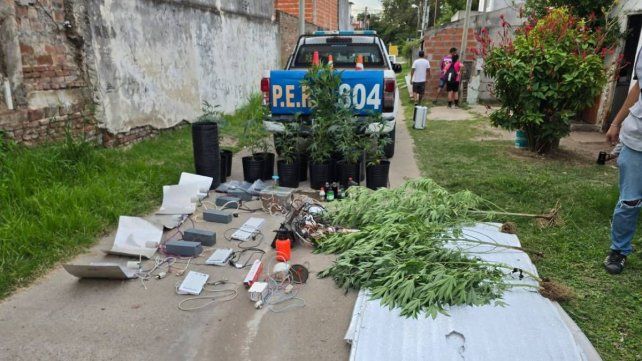 Paraná: buscaban armas y hallaron un invernadero con 16 plantas de marihuana