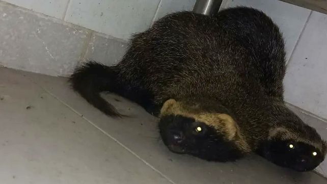 Rescataron a una pareja de hurones que apareció en el shopping del Puerto