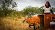 Histórica liberación de fauna silvestre en Santa Fe: devuelven a su hábitat a un oso hormiguero gigante y un aguará guazú