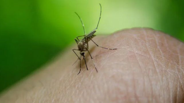 Dengue en Santa Fe: se duplicaron los casos en una semana