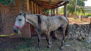 Paraná: rescataron una yegua preñada que estaba herida, deshidratada y desnutrida