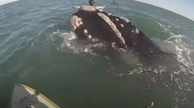 Dos surfers se cruzaron con una docena de ballenas en Monte Hermoso