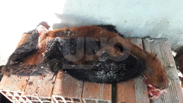 Secuestraron en Buenos Aires una tonelada de carne vacuna robada en Santa Fe