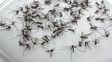 Anuncian lluvias hasta el sábado y alertan sobre la posible proliferación de mosquitos