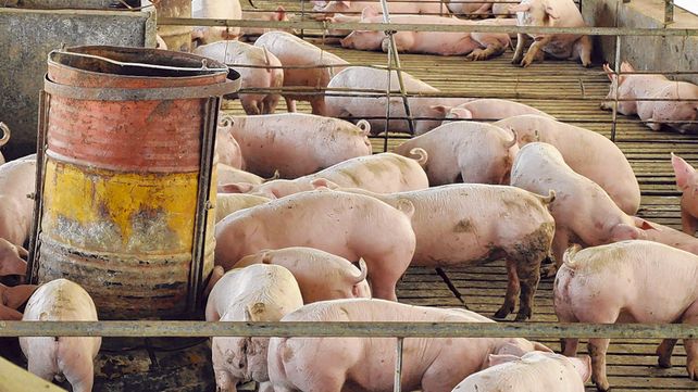 Actividad. La producci&oacute;n porcina experiment&oacute; un crecimiento continuo durante los &uacute;ltimos diez a&ntilde;os. Ahora enfrenta desaf&iacute;os.