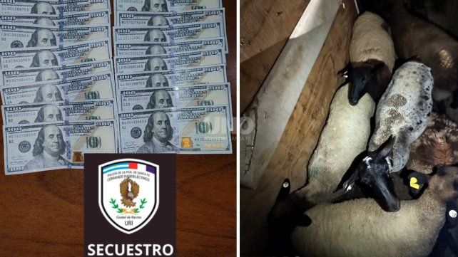 El dinero falso y los animales recuperados