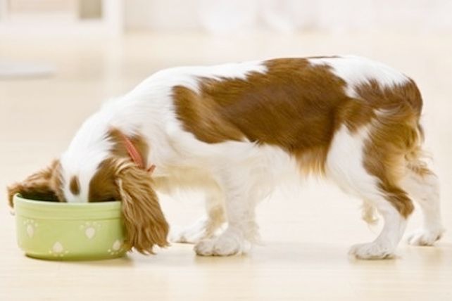 Cociná para tu mascota: receta de croquetas para perro