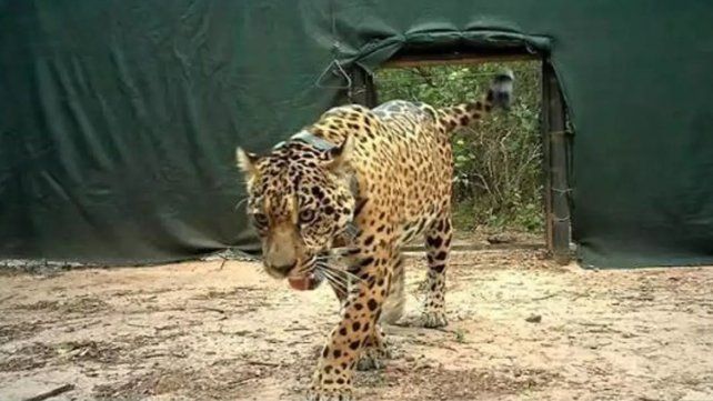 La yaguareté Acaí había sido liberada con un collar satelital hace un mes en El Impenetrable en Chaco