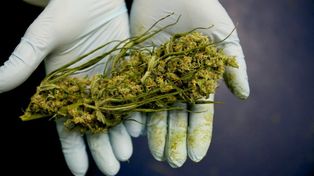Piden que el Senado nacional apruebe la regulación del cannabis medicinal y repudian la detención de cultivadora
