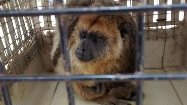 Rescatan un mono carayá de una vivienda de Vera