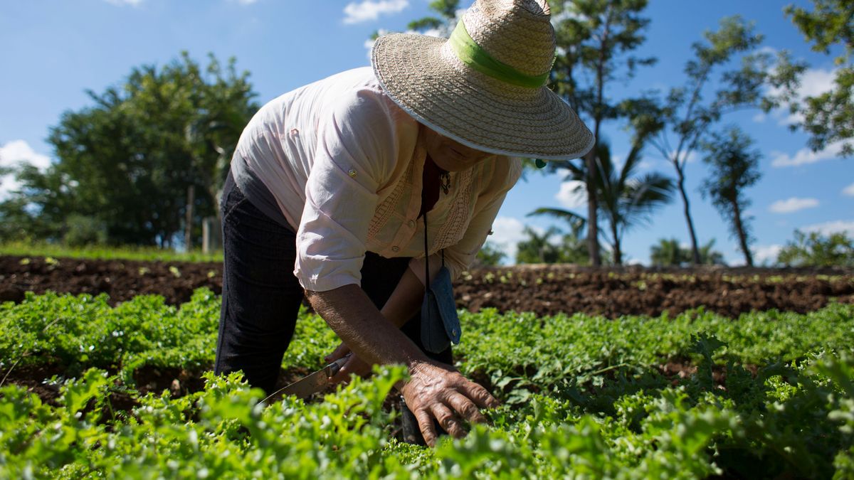 Proyectarán Agroecología En Cuba Para Hablar De Soberanía Alimentaria