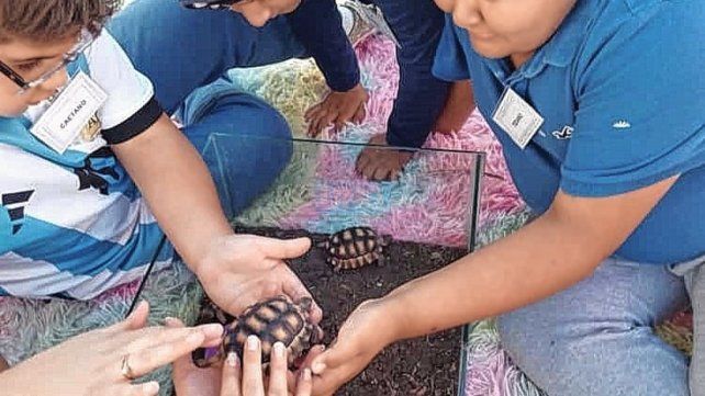 Las tortugas. Permiten estimular la sensibilidad fina