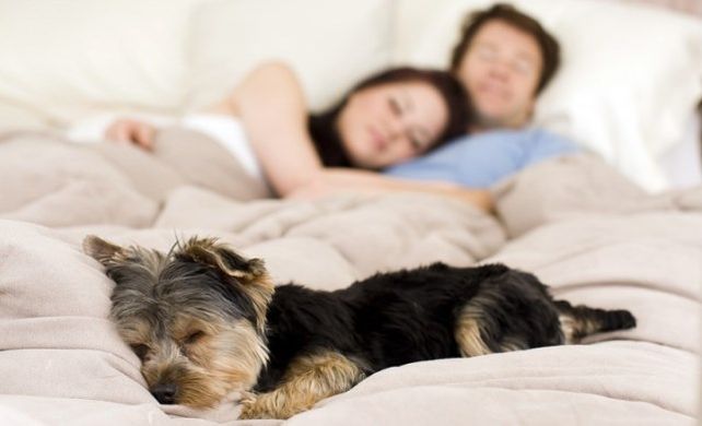 Dormir con la mascota