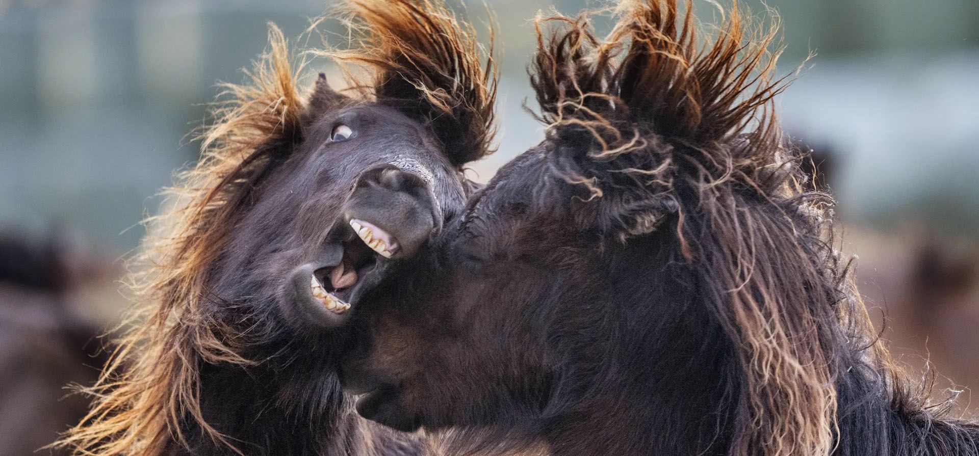 Caballos islandeses juegan juntos en una yeguada, Wehrheim,Alemania.
